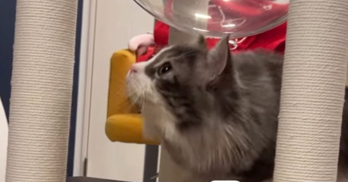 初めての虫に遭遇した猫ちゃん…おしゃべりなリアクションが可愛いと10万再生「会話しとるすげえ！」「こんなに喋るんですか」