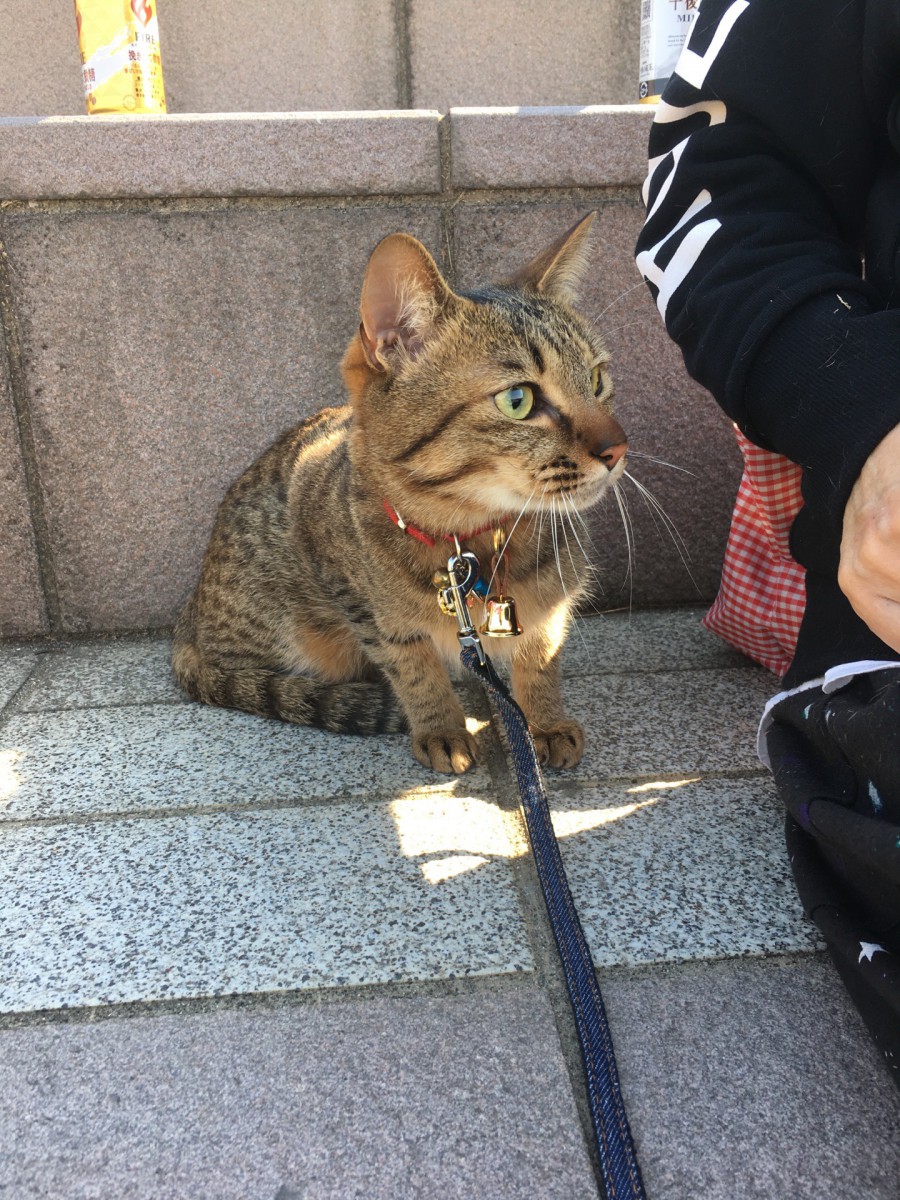 災害の時に意外と必要！猫にリードを慣らすにはどうしたらいい？