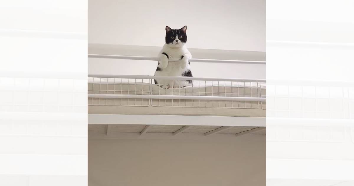 猫がじーっと見下ろしてきたと思ったら、次の瞬間…とんでもなく『可愛すぎる動き』が634万再生「可愛いしか出てこないｗｗ」「何回も見たｗ」