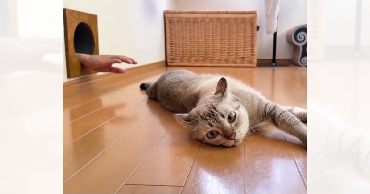 くつろいでいる猫→後ろの穴から出てきた『手』に気が付くと…可愛すぎるリアクションに７万いいね「ホラー映画より怖いｗ」「ビックリしてるｗ」