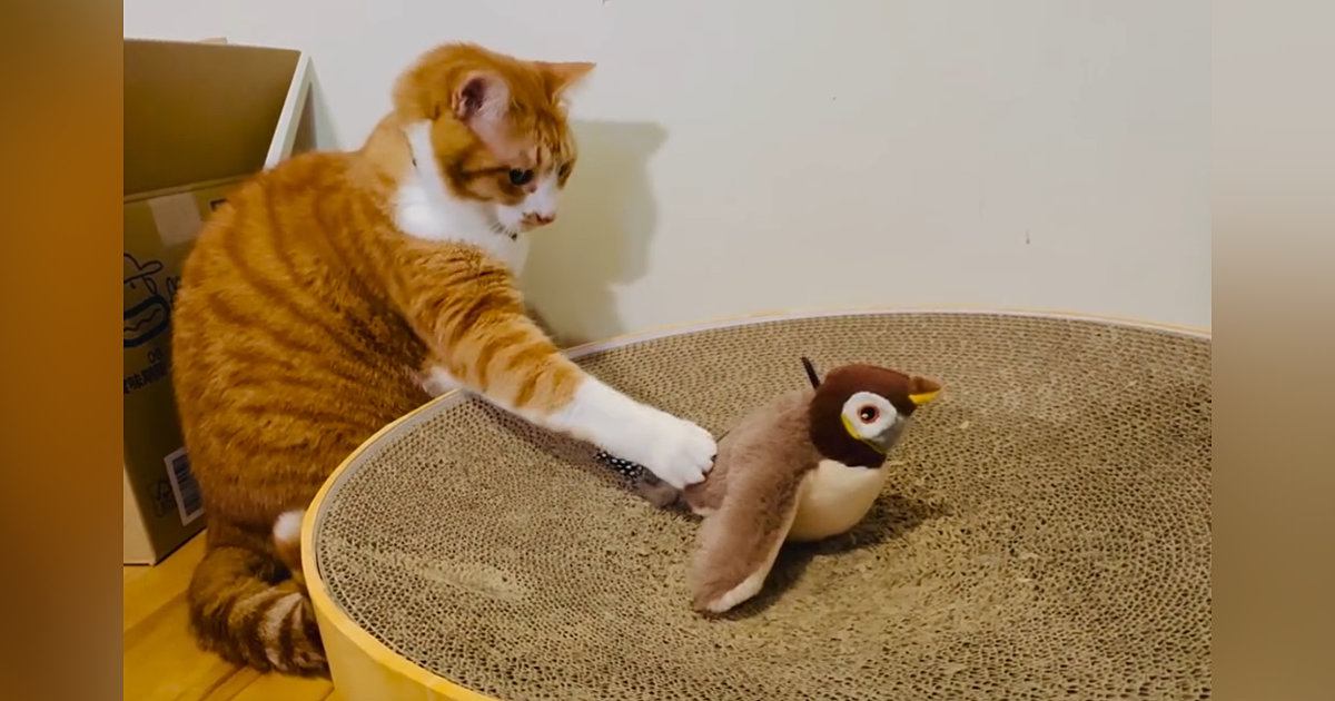 鳥のおもちゃを見つめる猫→次の瞬間……予想と違う『優しすぎる遊び方』に癒される人が続出「育ちが良いｗ」「トントン相撲的な」