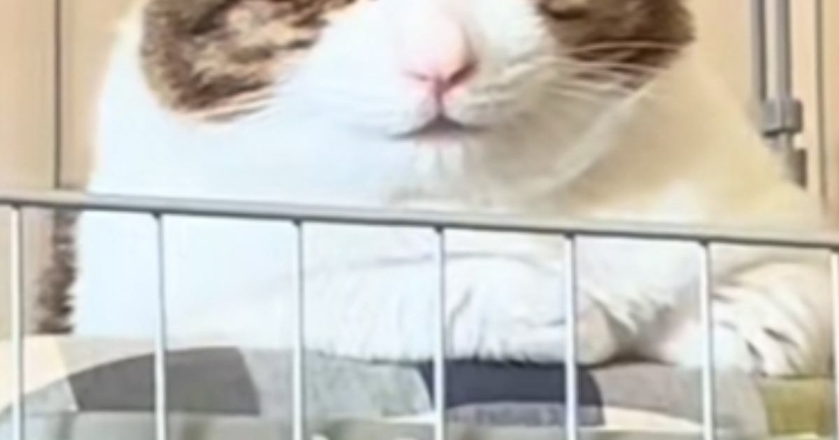 保護猫をお迎えして1日目→表情を見てみたら…ずっと前からいました感のある『まさかの光景』が50万再生「ほとけみたいｗ」「10年目の貫禄」