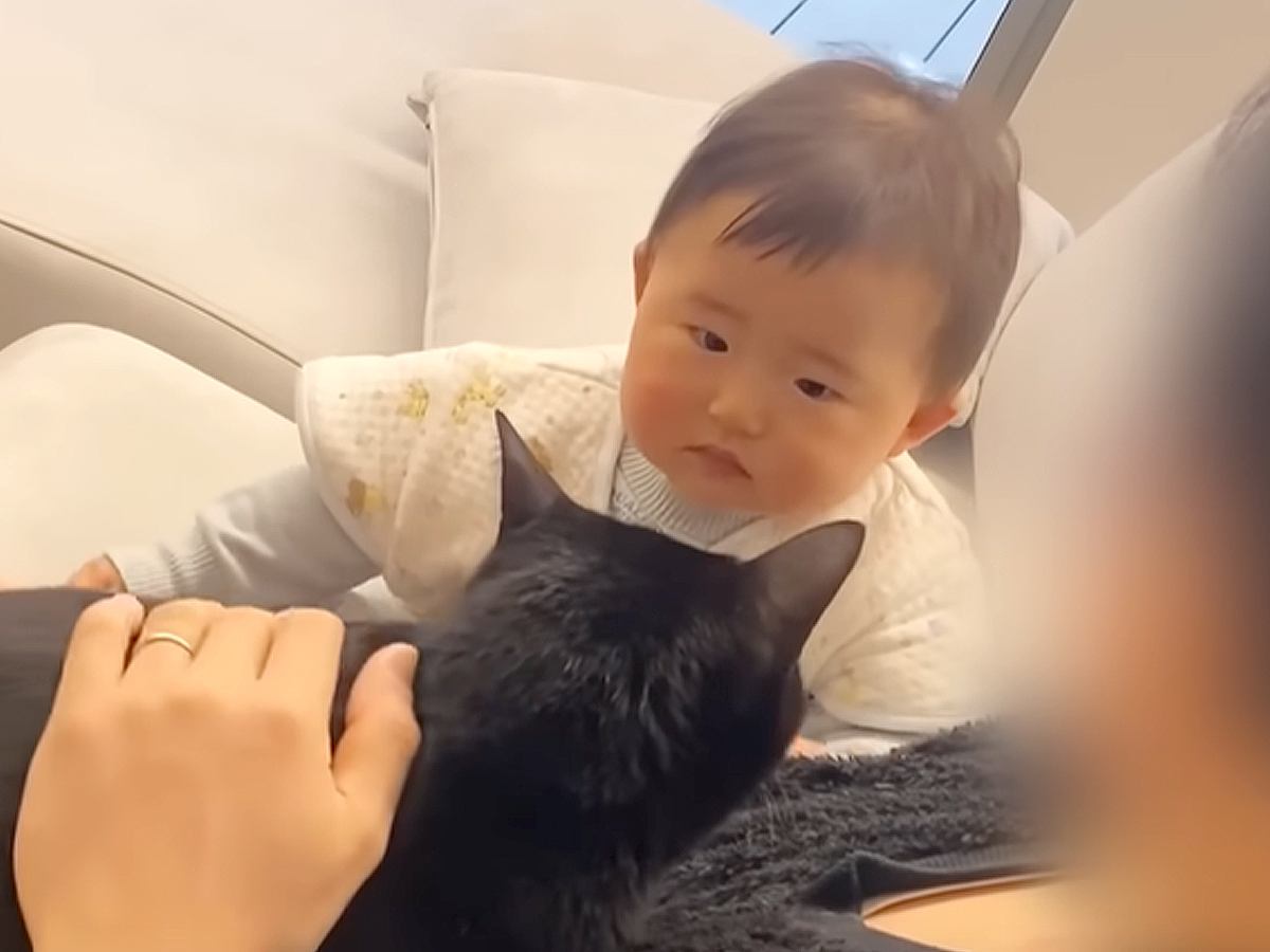 普段は仲良しな赤ちゃんと猫→パパの前では…抱っこをめぐる『仁義なきバトル』に「ほんと見てて飽きない」「パパのポジションになりたい」