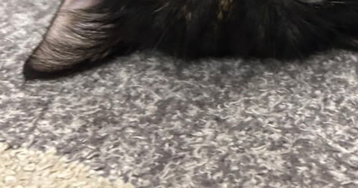 ペットシッターから送られてきた『愛猫の様子』を見てみたら…「撮影もプロなのか」「私ならヤキモチ妬いちゃうｗ」と絶賛の声続々