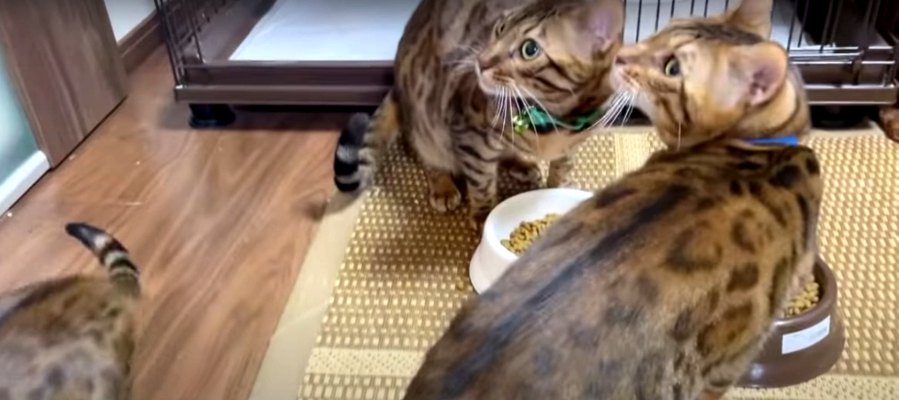 保護猫さんに再会！飼い主さんの実家に到着した猫ちゃんたち♡