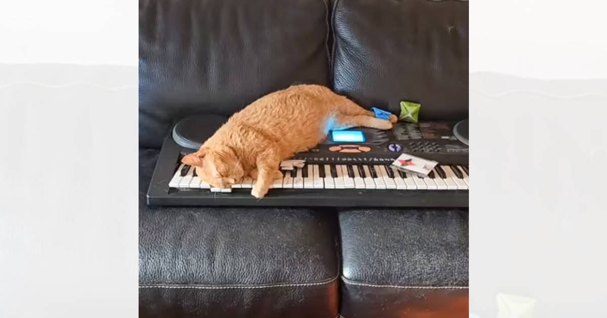 家に帰ると『不穏すぎるBGM』が聞こえて…部屋を見た結果→まさかの『猫の様子』が80万再生「完全に事件現場ｗ」「危険が迫ってる音ｗ」