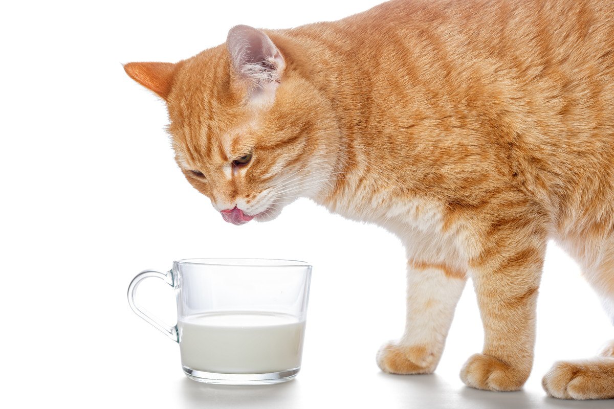 猫に『人間用の牛乳』を与えてはいけない理由3つ　起こりうるトラブルや体への影響を解説