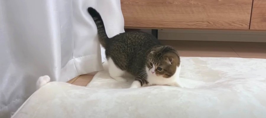 謎の物体を発見！？カーペットをホリホリする猫ちゃん