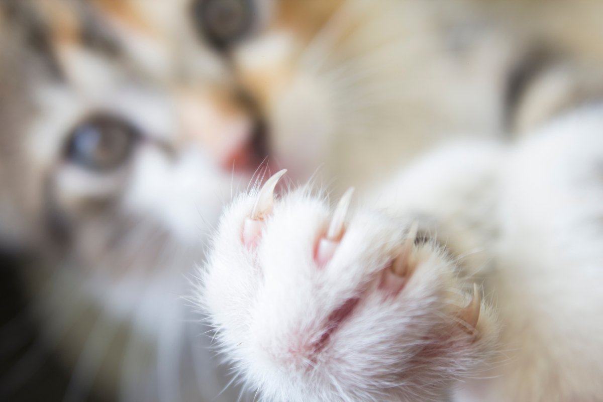 猫に『引っ掻かれがちな人』に当てはまる特徴5選　なぜあなただけ？見直したい接し方とは