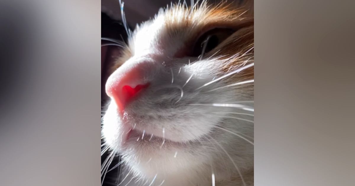 仮眠をしようと横になったら、猫がやって来て…幸せすぎる『休憩時間の光景』が152万再生「甘えん坊で可愛い」「天使だ」と悶絶の声