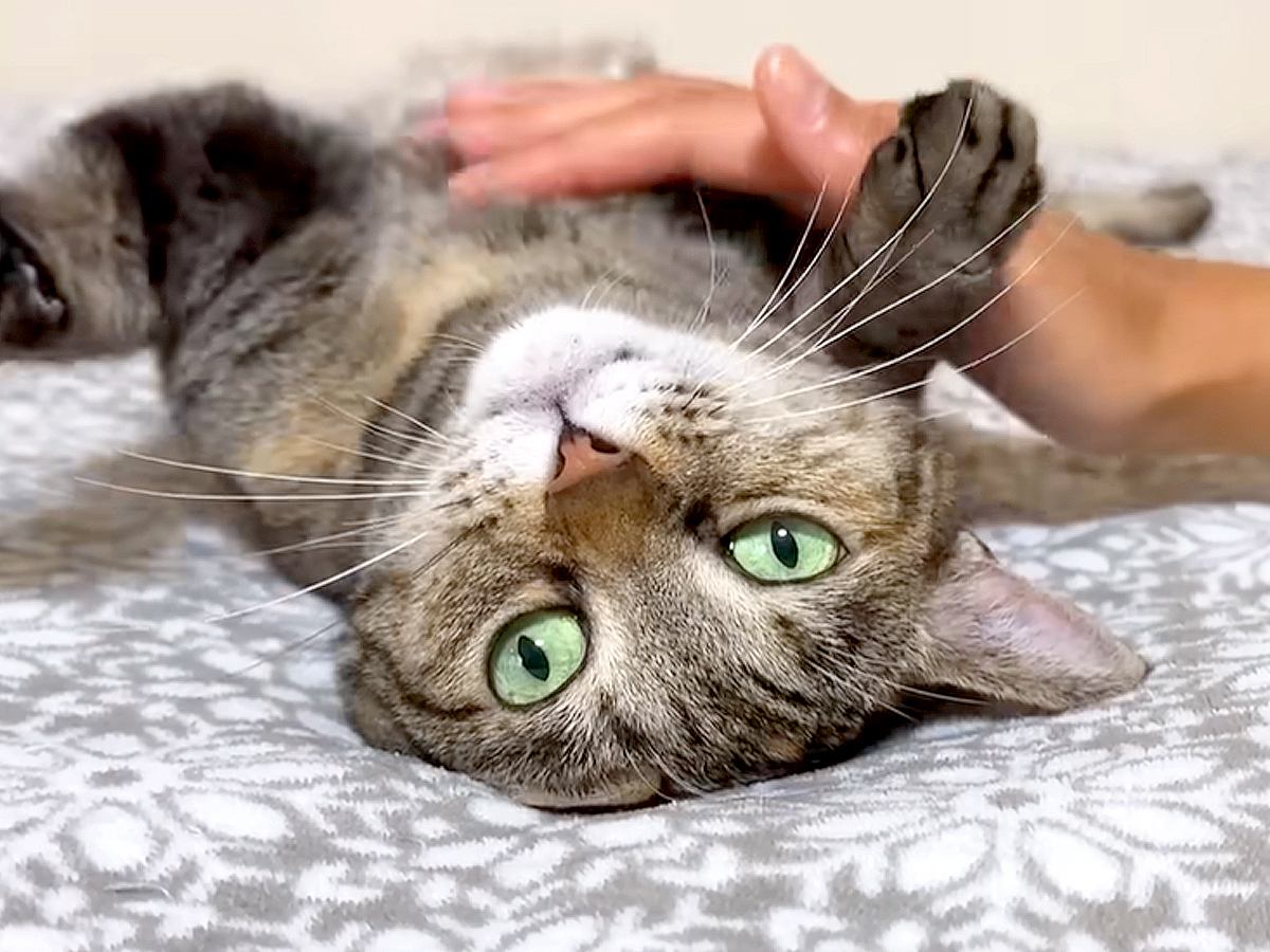 大好きなお父さんが長期不在→ふだんは“しっかり者”のお姉ちゃん猫が…不満が爆発した『まさかの光景』に「寂しいね…」「早く再会を見たい」
