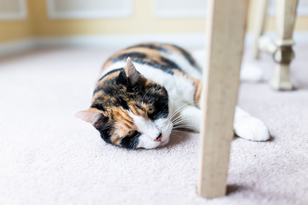 猫が『ゴロゴロ言わなくなった』理由3選　ちょっと心配な不調のサインの場合も