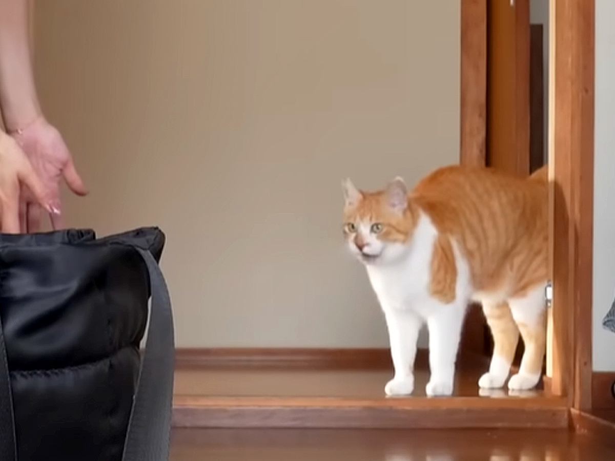 病院に連行され、不安そうに鳴きまくる元野良猫→先生を前にした瞬間…予想外の『まさかの対応』が58万再生「癒やしをありがとう」