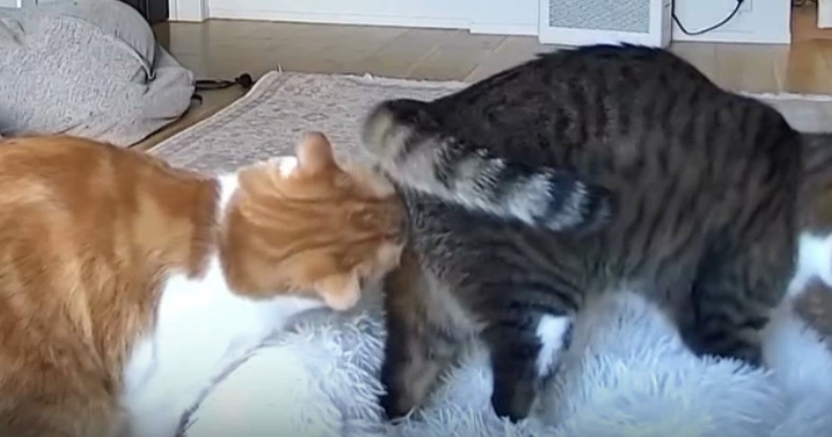 外出中にふと『ペットカメラ』を覗いたら、2匹の猫が……『まさかの瞬間』に爆笑の声続出「クッサァｗｗ」「嗅いだあとの顔に笑った」