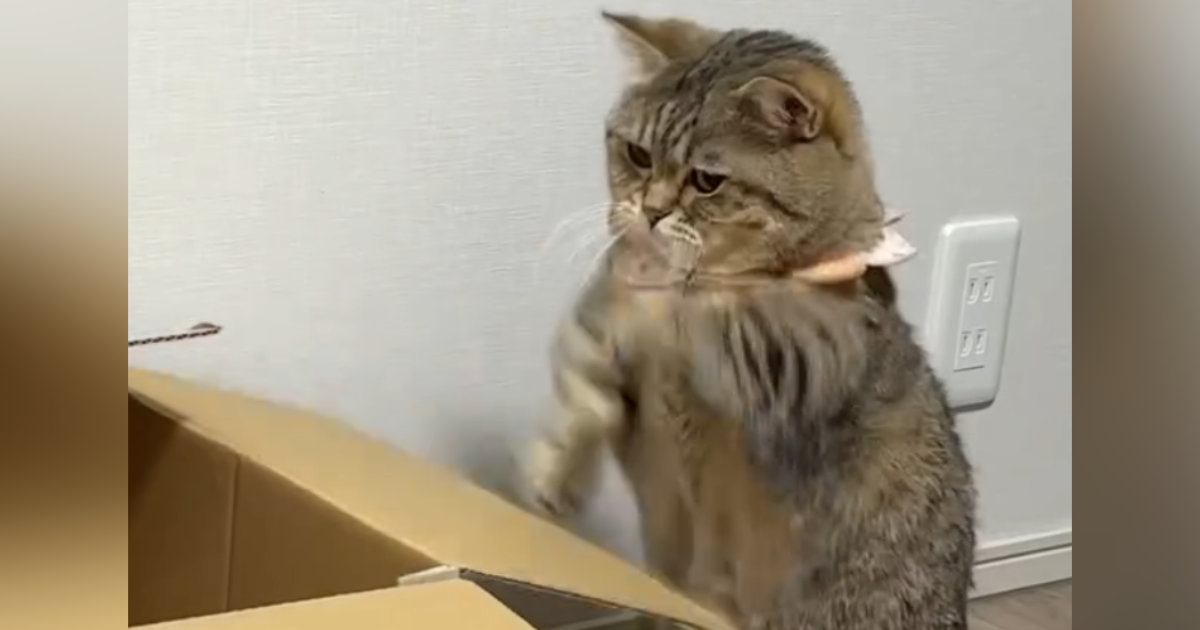 ダンボールの『フタ部分』を使って、猫が……可愛すぎる『遊び方』に２万いいねの反響「一生見ていられるｗ」「表情が遊びじゃなくて本気だね」