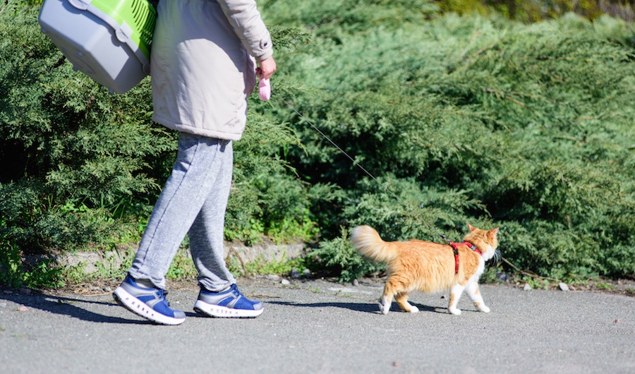 猫がハーネスを嫌がる際の上手な付け方と注意点