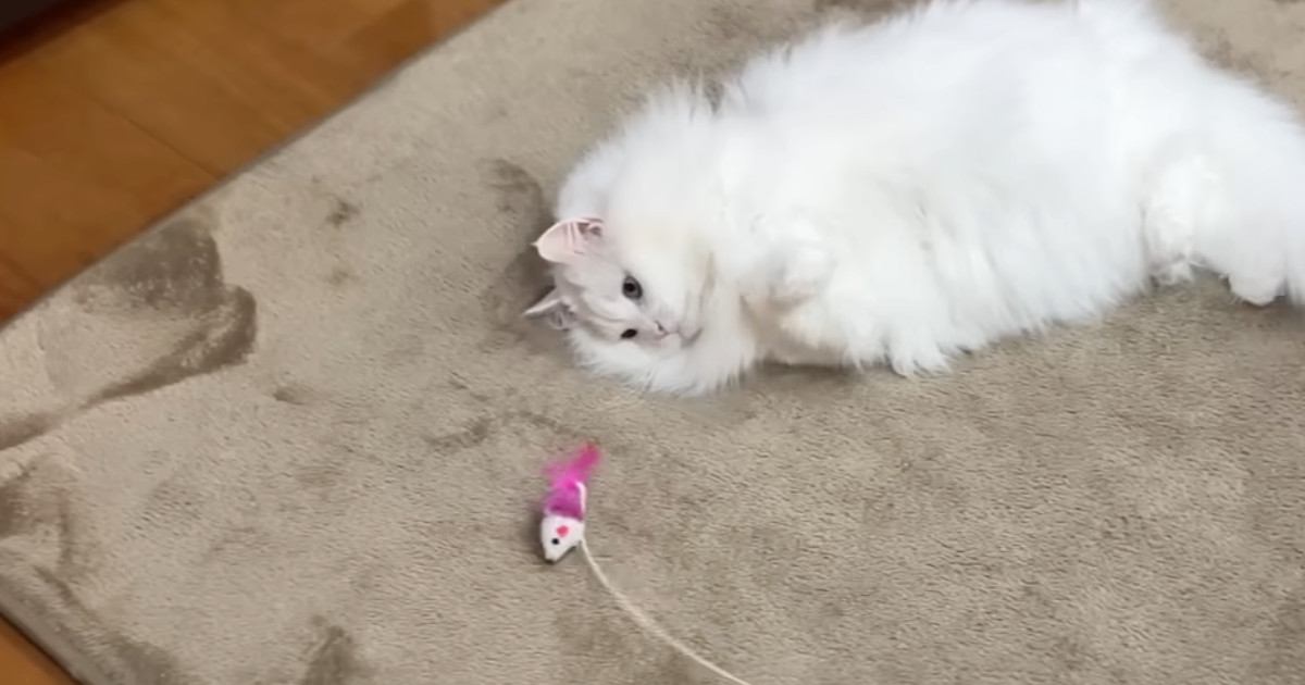 おもちゃで遊ぶ猫→ママに褒めてほしくて……あまりにも尊い『健気な行動』に「可愛すぎて反則」「いっぱい褒めてあげたくなる」と反響