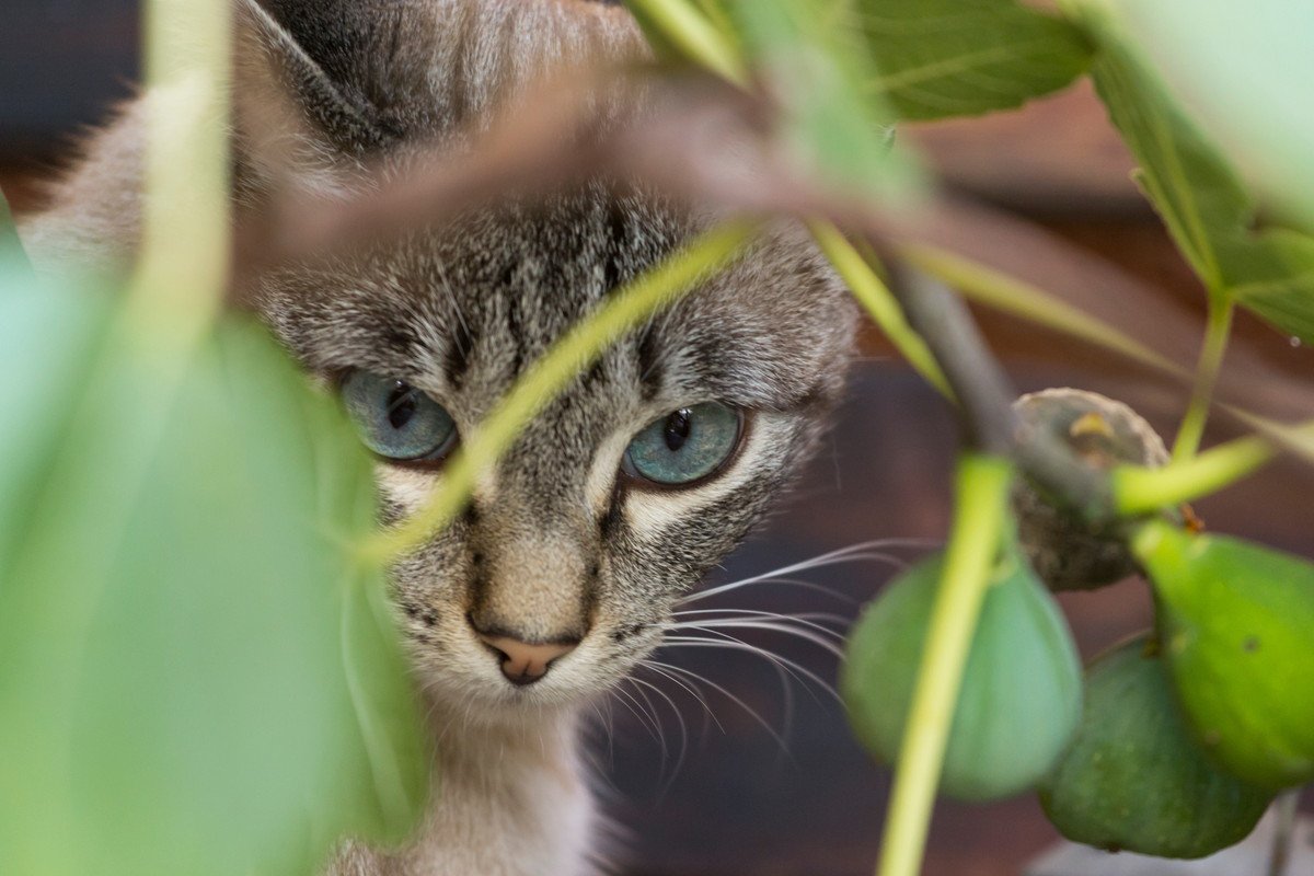 猫にとって危険な『秋の食べ物』4選　与えてはいけない理由や食べてしまったときの対処法