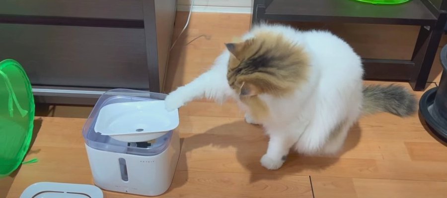 ついに破壊！？給水機を攻撃する猫ちゃん！