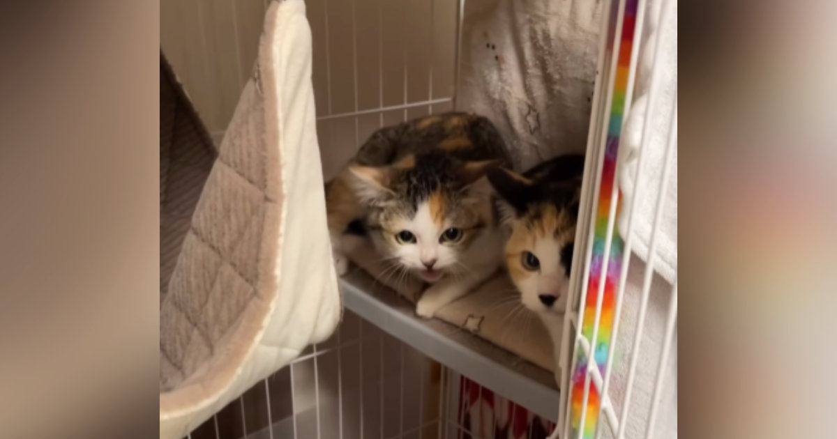 人馴れ訓練中の子猫姉妹→人間が近づいてくると…思わず笑ってしまう『可愛い反応』が68万再生「全然怖くないｗ」「ゆっくり慣れようねｗ」