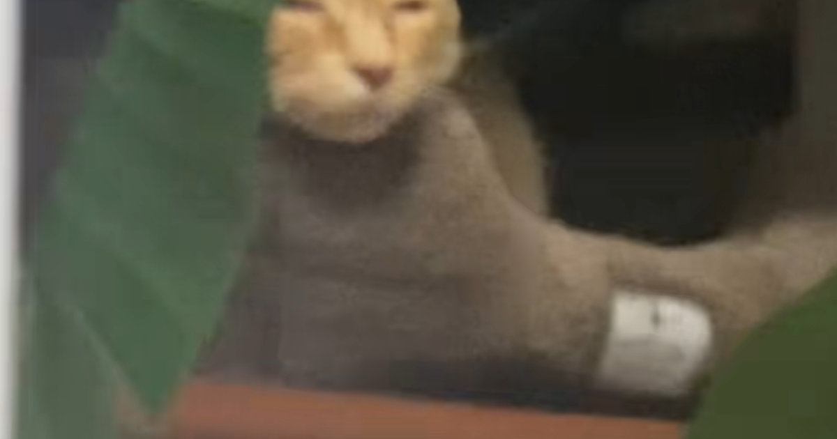『降臨しかけてたｗｗ』窓辺のベッドでくつろいでいた猫を見たら…『まさかの表情』に爆笑の声続出「悟り開いてるｗ」「神の領域に至ってる」