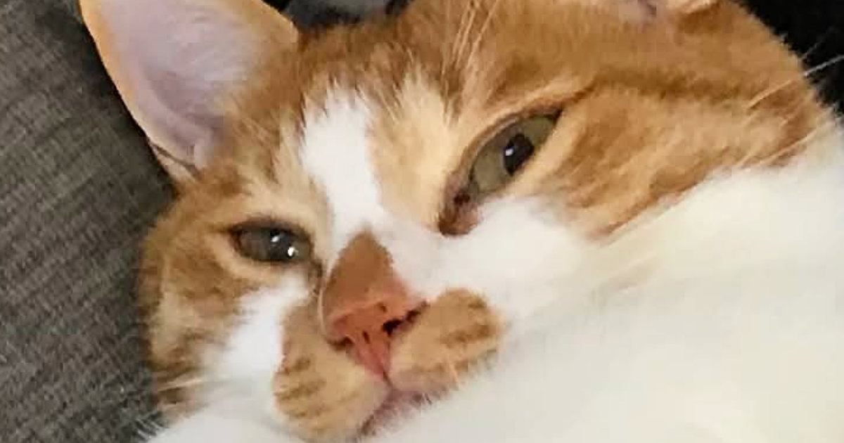 毎日『独特な体勢で寝ている猫』が心配になり動物病院に行ったら…先生が放った一言に3万いいね「個性出るよねｗ」「思わず笑った」