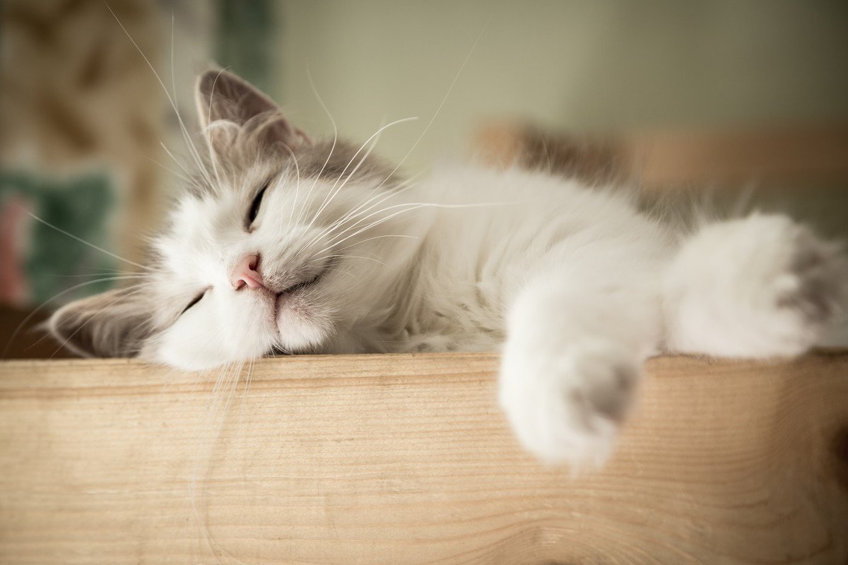 人間が猫を『かわいい』と感じる理由4選　科学的な根拠があった？私たちが魅了されるワケとは