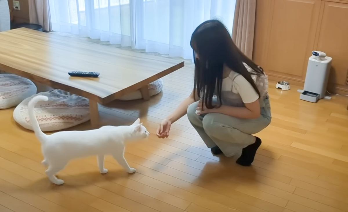 3ヶ月ぶりに帰省した娘→家にいる猫と『再会』したら…微笑ましすぎる光景が40万1000再生「まるで思春期の男の子ｗ」「素敵だなぁ」と話題