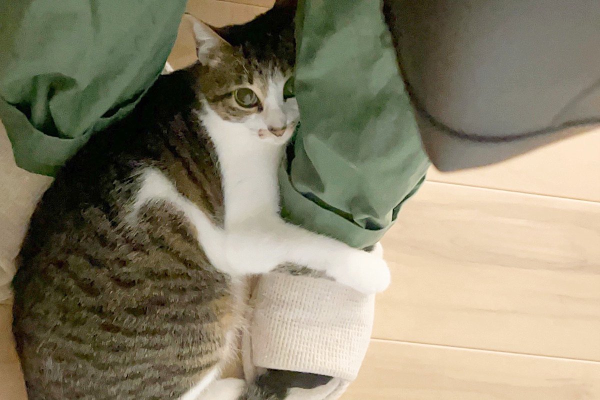 「家を出ないといけない時間なのだが…」飼い主さんと離れたくない猫ちゃんが愛おしすぎる「これは引き離せない」