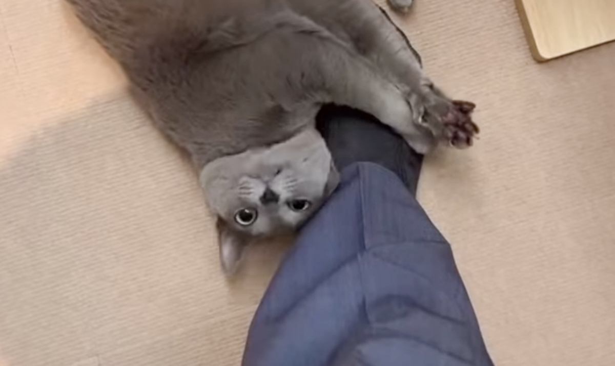 大好きなパパが出張から帰ってきたら、猫が…想像以上の『熱烈歓迎』に笑っちゃう人が続出「やっぱり靴下ｗ」「またたびならぬパパたび？ｗ」の声