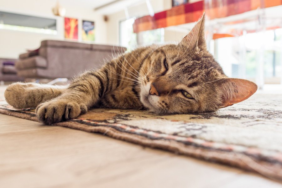 「愛猫が友達の輪を広げていく」　若者の“ひきこもり生活”を変えたコミュニティ　オーストラリア