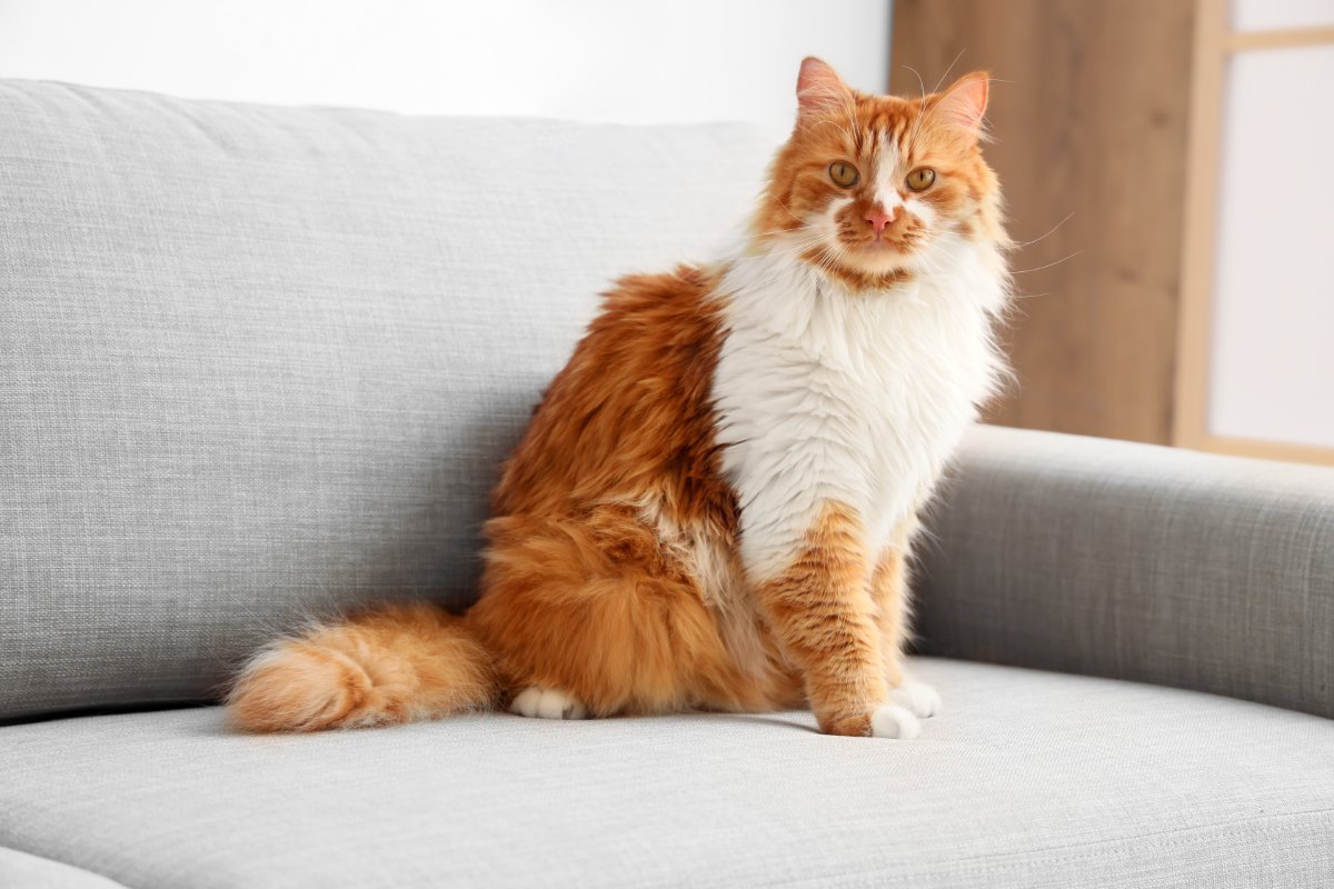 『体が大きく成長する』猫種5選　それぞれの特徴や飼い方のコツまで