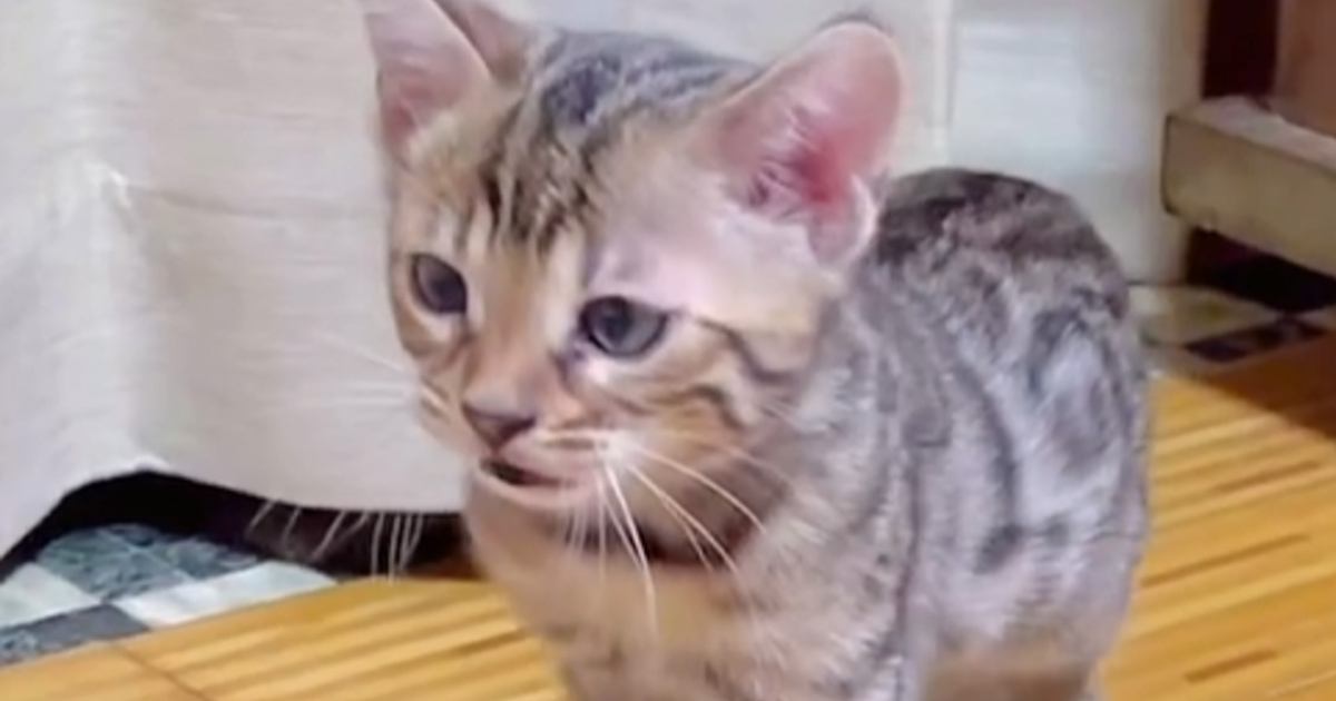 体の色が薄かった子猫→３年後になると…全然見た目が違う『驚きのビフォーアフター』に「ええ、めっちゃ可愛い」「立派になったね」と反響
