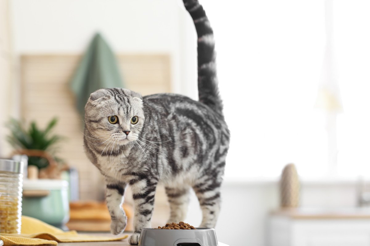 猫がホリホリと『掘りたくなる場所』4選　そもそも、なぜ掘りたがるの？