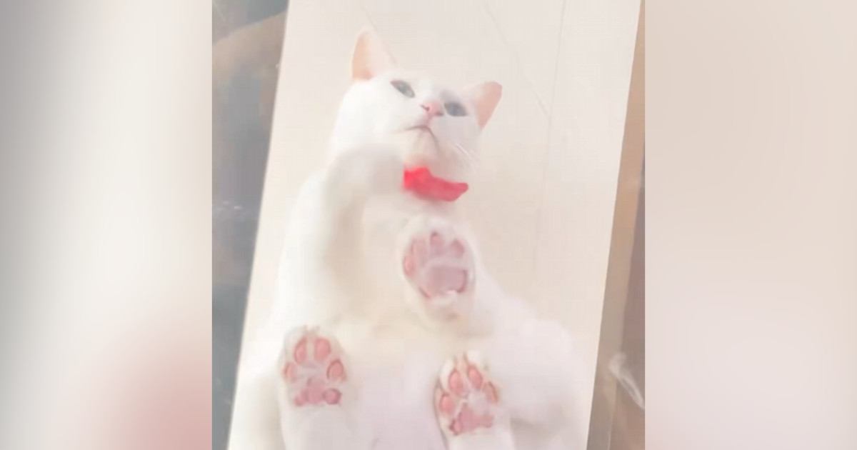 透明のキャットウォークの上にいた猫→『座る瞬間』を下から見ていると…驚きの光景に４万いいね「かるめ焼きを思い出した」「液体だね」