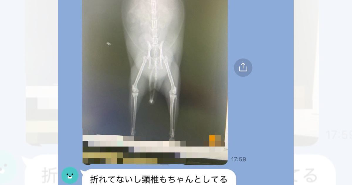猫の様子がおかしい…病気を疑ってレントゲンを撮ったら→予想外の『診断結果』に11万いいね「ドクターに言われた衝撃的な言葉」「復唱ｗ」