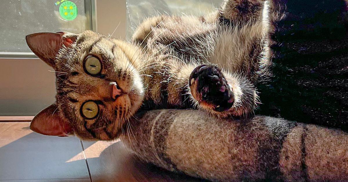 窓辺で日向ぼっこをしていた猫→『足の位置』が……独特なポーズに２万いいね「ダンサーかなｗ」「笑ってしまった」と笑顔になる人が続出