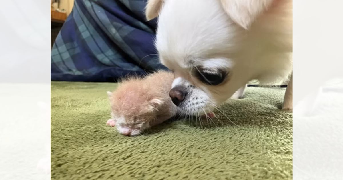 生後7日の赤ちゃん猫を保護→家にいる『犬』に会わせてみたら…心温まる『感動の光景』が15万再生「なんて素敵」「優しい眼差しだね」