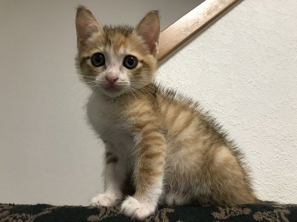 メロメロ♡子猫のかわいい仕草や行動５つ