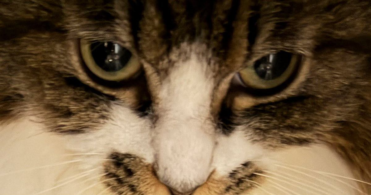 来客に驚いて逃げた猫→様子を見に行くと…『まさかの場所』に入っていた光景に「ほぼ出てるｗｗ」「大丈夫、見えてないよｗ」と爆笑の声続出