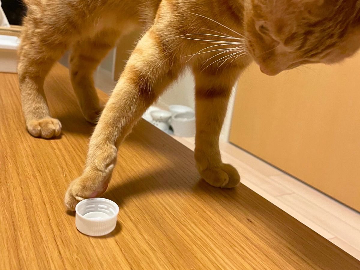猫が『置いてあるものを落としたくなる』4つの心理　もしかして、わざとやっている？