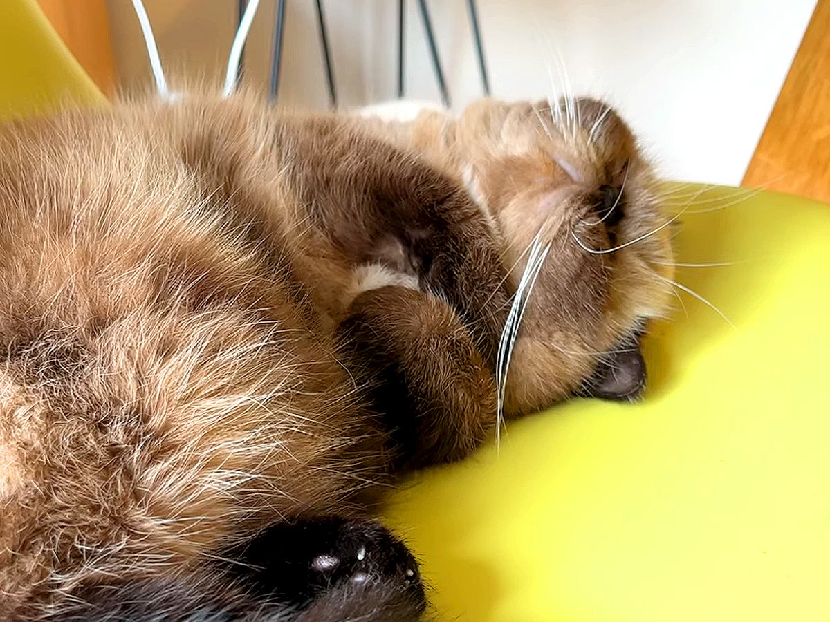お昼寝する猫→イビキをかいていると思ったら、次の瞬間…『尊い光景』が10万再生「鼻の前にマイク置きたい」「いい子いい子したくなる」