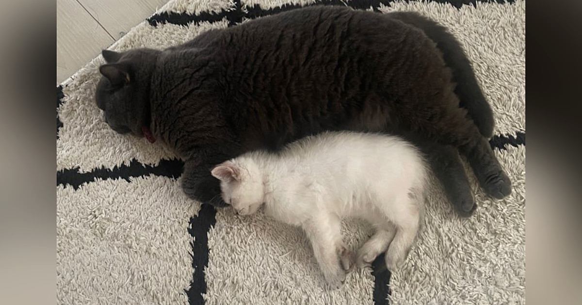 こんなに小さかった子猫が、『約１か月後』→想像以上に大きくなって…衝撃のビフォーアフターに４万いいね「巨猫になる予感」「かわいい」