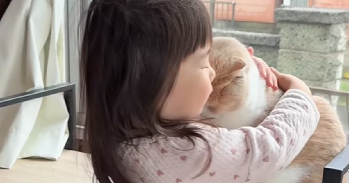『猫への愛が止まらない』2歳の女の子がとった行動…まさかの可愛すぎるやり取りに「信頼感が伝わってくる」「ただただ尊い」と62万再生