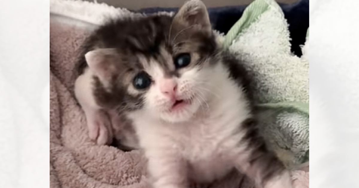 赤ちゃん猫の『歯』を撮りたくて毎日カメラを構えた結果…数々の可愛すぎる瞬間が16万再生「あっという間なんだよね」「強硬手段に出てて笑った」