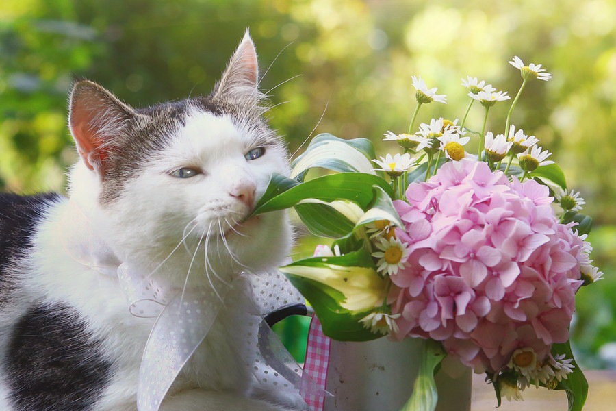 最悪死亡する事も…猫に紫陽花（アジサイ）は危険な花！食べてしまった時の症状や対処法