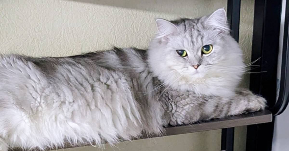 ネコの飼い主さんがふと『棚』を見たら…とんでもなく可愛い『まさかの瞬間』に４万いいねの反響「順番に撫でたいｗ」「幸せな気持ちになった」