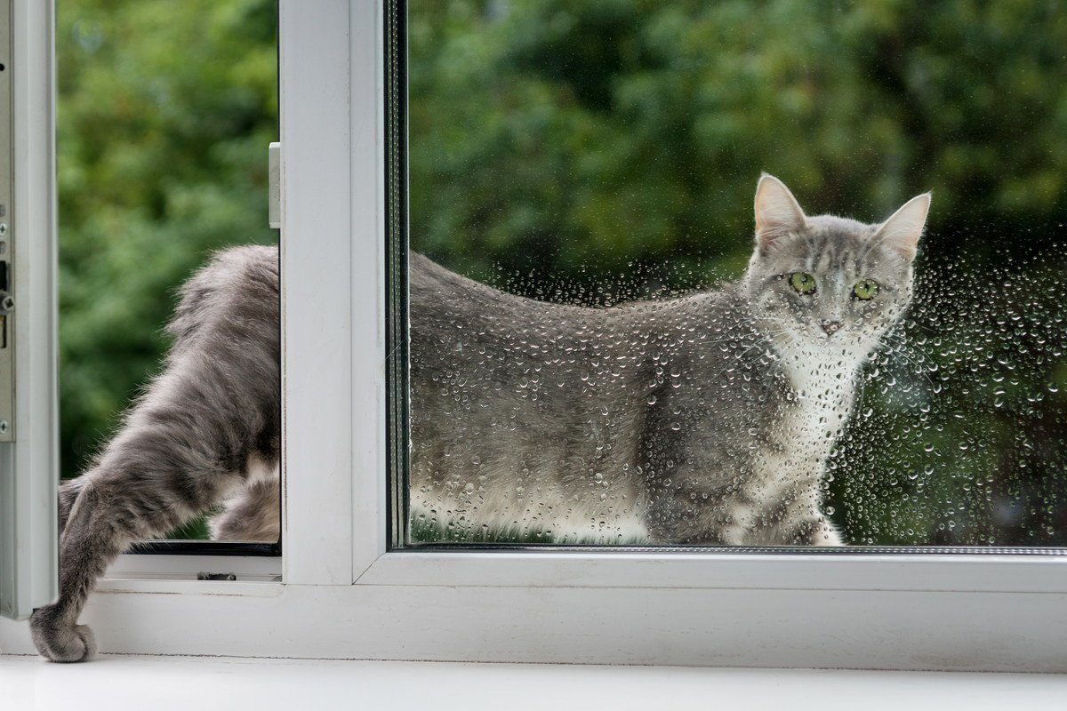 猫の『留守番』で起きやすいトラブル4つ！飼い主が絶対にすべき対策とは