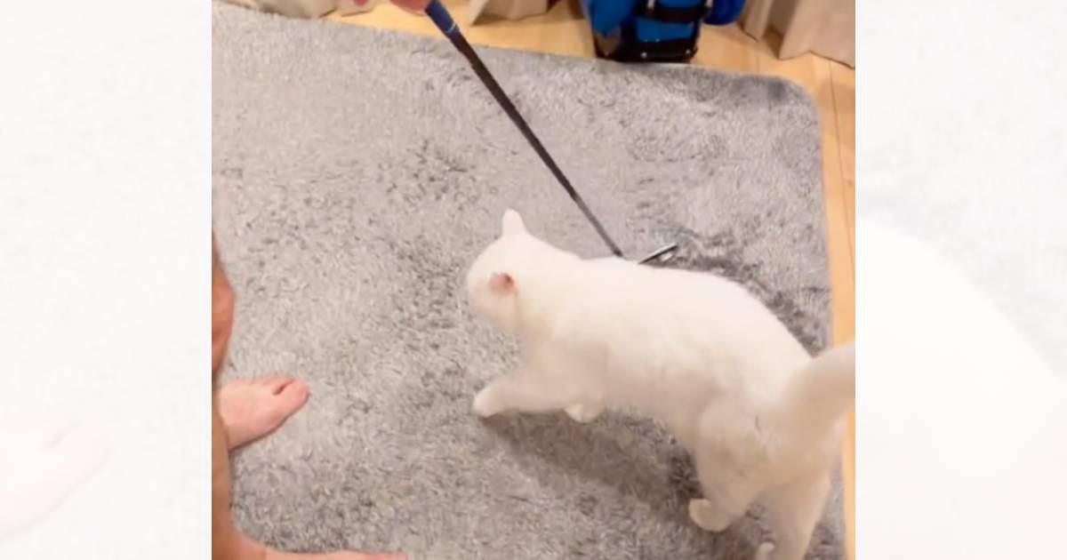 パパがゴルフクラブを取り出した次の瞬間→猫がとった『まさかの行動』に爆笑の声続出「うちも買おうかなｗ」「練習にならないねｗ」と57万再生
