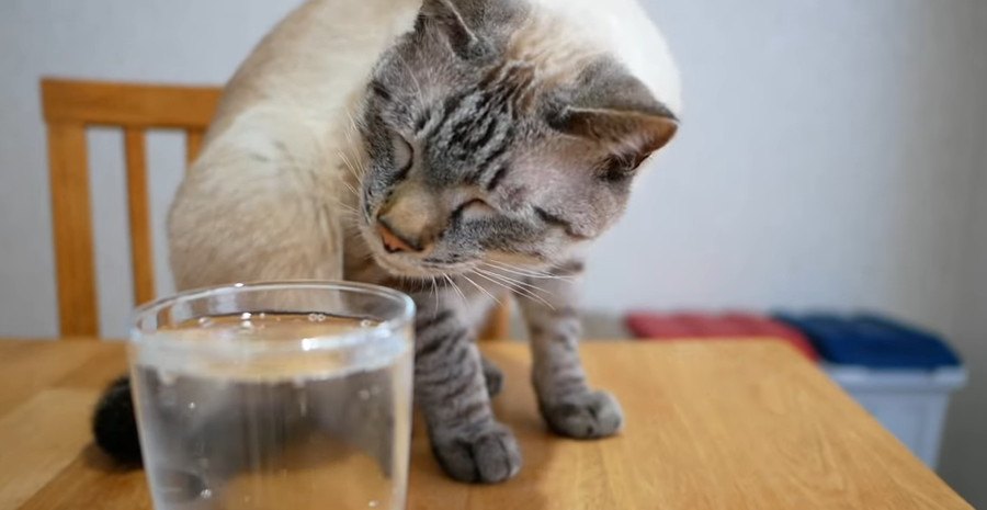 半年ぶりに炭酸水を見た猫ちゃんの反応は？！